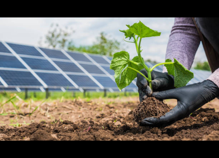 solar energy powerplant farming